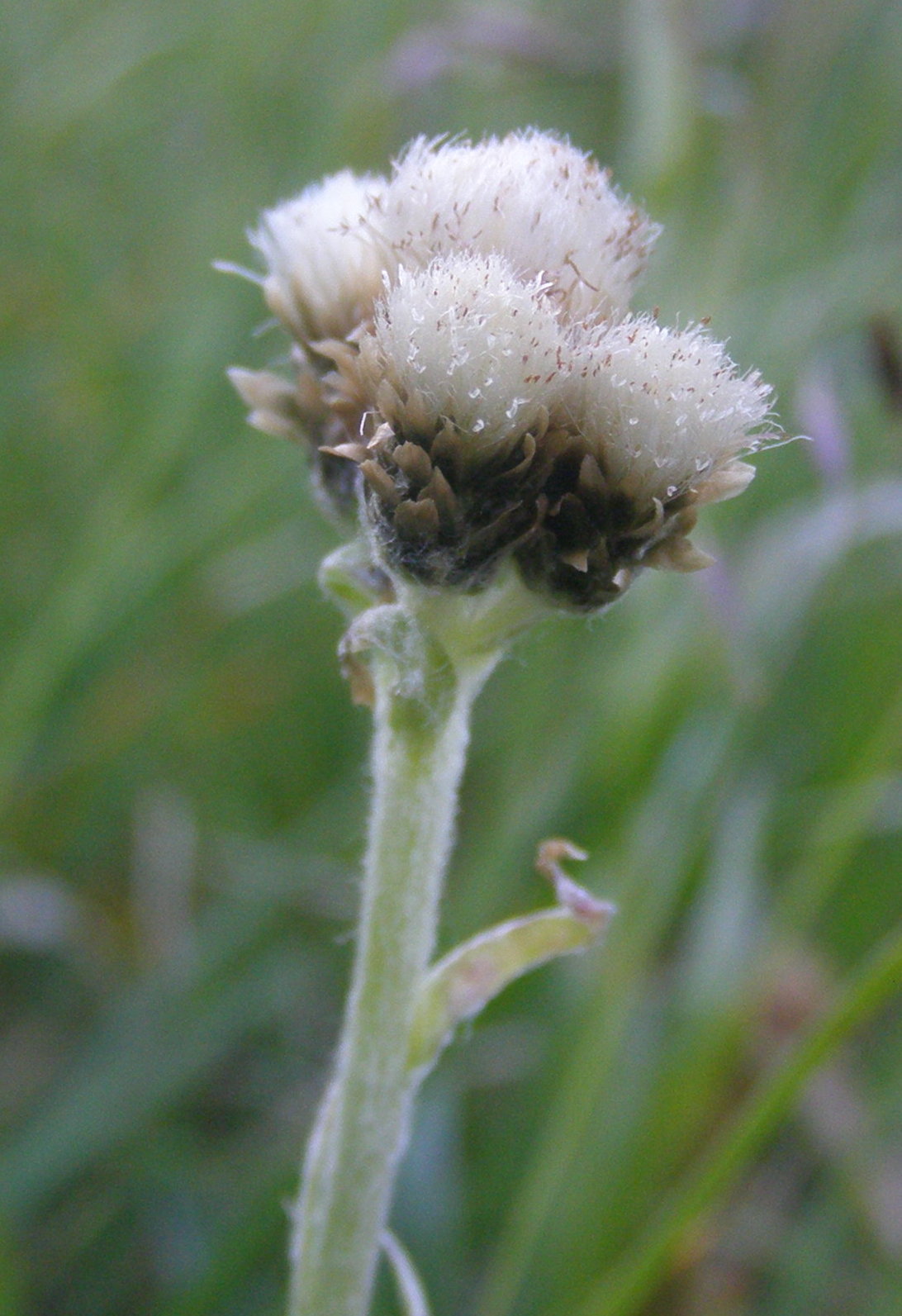 Antennaria carpatica e Antennaria dioica